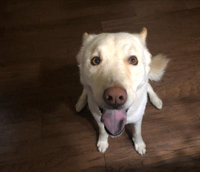 Happy white dog standing on wood floors!