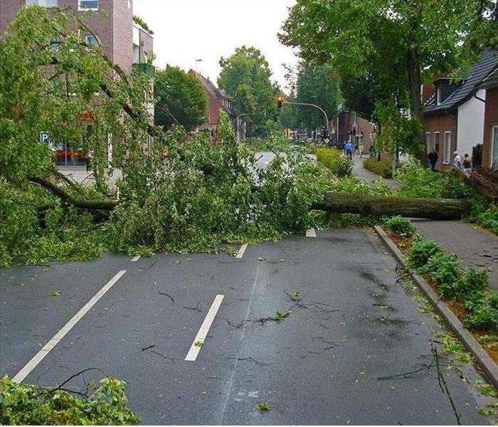A fallen tree is shown blocking a road 